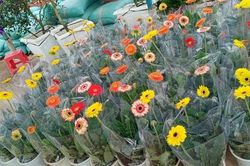Rộ trào lưu chơi hoa đồng tiền, cây phất lộc ngày vía Thần Tài