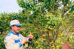 Nhân rộng mô hình sản xuất nông nghiệp hữu cơ