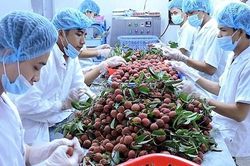 Thông đầu ra cho nông sản