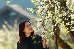 Say đắm ngắm hoa mận nở trắng trên cao nguyên Mộc Châu