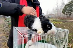 Nhu cầu nuôi thỏ làm thú cưng nở rộ ở Trung Quốc