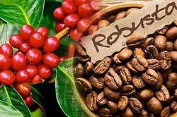 Giá nông sản ngày 1/2/2023: Cà phê trụ vững ở mức cao, giá tiêu tăng nhẹ, lúa gạo ổn định