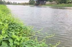 Rau muống đỏ