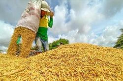 Phát triển 1 triệu hécta lúa chất lượng cao