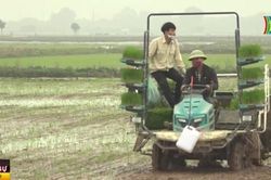 Hà Nội tập trung đảm bảo tiến độ cấy lúa Xuân