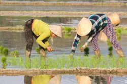 Nông dân vùng cao Tương Dương 'vượt rét' khép kín lúa Xuân