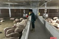 Yên Định phát triển trang trại chăn nuôi gắn với bảo đảm vệ sinh môi trường