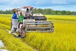 Từ ngày 20-2, hỗ trợ hơn 50% kinh phí đến người trồng lúa về giống, công nghệ