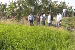 Hiệu quả từ mô hình sản xuất lúa theo tiêu chuẩn quốc tế