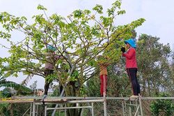 Nhiều lao động có thu nhập từ việc lặt bỏ bông mai