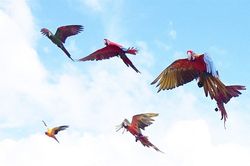 Chú vẹt tấn công người chạy bộ, chủ nhân vừa phải bồi thường vừa ngồi tù