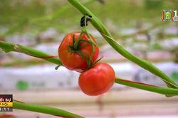 Trang trại trồng cà chua thông minh