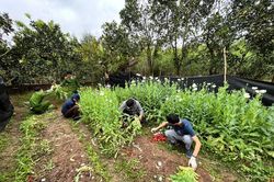 Phát hiện hơn 2000 cây thuốc phiện trong vườn nhà một hộ dân ở Bắc Giang