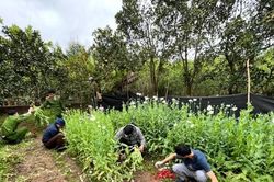 Biến vườn nhà thành nơi canh tác hơn 2000 cây thuốc phiện