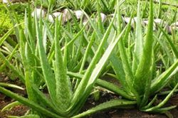 5 cây có thể khử trùng, làm sạch không khí, giúp người sống trong nhà luôn khỏe mạnh