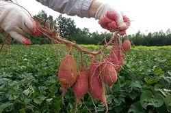Bổ sung ngay món này vào thực đơn hằng ngày để ổn định đường huyết, ức chế ung thư