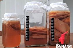 Trà Kombucha