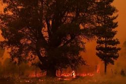 Cháy rừng kinh hoàng lan rộng khắp Chile, 23 người thiệt mạng