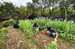 Trồng hơn 2.000 cây thuốc phiện trong vườn nhà