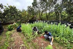 Trồng hơn 2 ngàn cây thuốc phiện trong vườn nhà