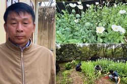 Phát hiện đối tượng trồng hàng nghìn cây thuốc phiện trong vườn nhà