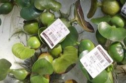 Loại cây dại mọc dưới nước vứt bỏ không thương tiếc lại là thứ 'siêu đắt, siêu hiếm' ở nước ngoài bởi công dụng không ngờ