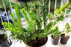 Những sai lầm cần tránh khi trồng cây trong nhà