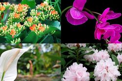 Không chỉ có hoa tươi, đây là những loài cây dành tặng đối phương dịp Valentine này