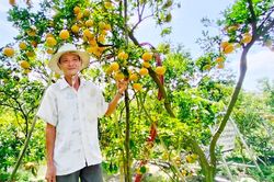Giá quýt hồng Lai Vung giảm mạnh sau tết