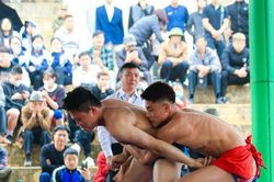 Người dân đội mưa xem vật tự do, truyền thống ở Hà Nội