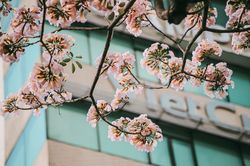 Hoa kèn hồng nở sớm làm 'nao lòng' người dân Sài Gòn: Đẹp đến từng khoảnh khắc!
