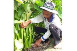 Nhiều nhiệm vụ khoa học và công nghệ phục vụ phát triển nông nghiệp