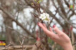 Hà Nội ngập tràn những sắc hoa Xuân