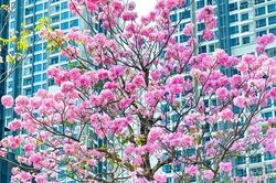 Hoa kèn hồng những ngày cuối mùa làm nao lòng người Sài Gòn