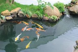 Hai trẻ 4 tuổi tử vong trong hồ cá cảnh