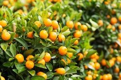 Loại quả nhà ai cũng có nhiều sau Tết, tận dụng khéo để vừa tốt cho đường huyết lại khỏe cho xương