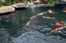 Hai trẻ tử vong do đuối nước trong bể cá Koi ở Hạ Long