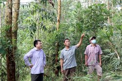 Phát triển kinh tế rừng bền vững