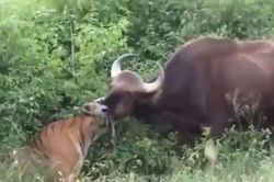 Clip: Màn săn bò tót 'siêu tốc' của hổ Sumatra