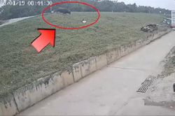 Đang đi đường, cô gái bị trâu điên húc văng xuống bờ đê bất tỉnh