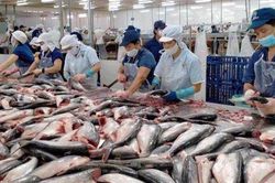 Vĩnh Hoàn (VHC): Hàng tồn kho tăng gần 1.000 tỷ, đầu tư cổ phiếu BĐS tạm lỗ 43%