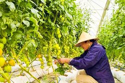 Hiệu quả các mô hình nông nghiệp công nghệ cao