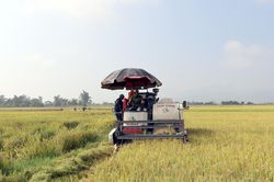 Phát triển sản phẩm gạo Điện Biên theo chuỗi giá trị
