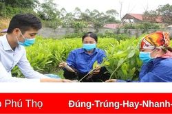 Để rừng mãi xanh