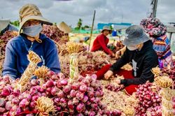 Giá nông sản thấp, HTX đứng ngồi không yên