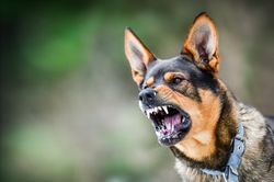 Bé 3 tuổi bị chó nhà hàng xóm cắn nhiều vết trên mặt