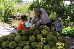 Sầu riêng tăng giá kỷ lục