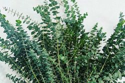 Loại lá từ vài chục nghìn, chị em kháo nhau mua về cắm xua tan mùi nồm ẩm