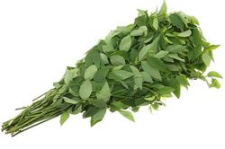 Ăn rau ngót chớ làm điều này kẻo mang bệnh lúc nào không hay, nguy hiểm hơn thuốc độc