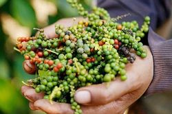 Giá tiêu hôm nay 11/2: Tiếp tục tăng 500 đồng/kg